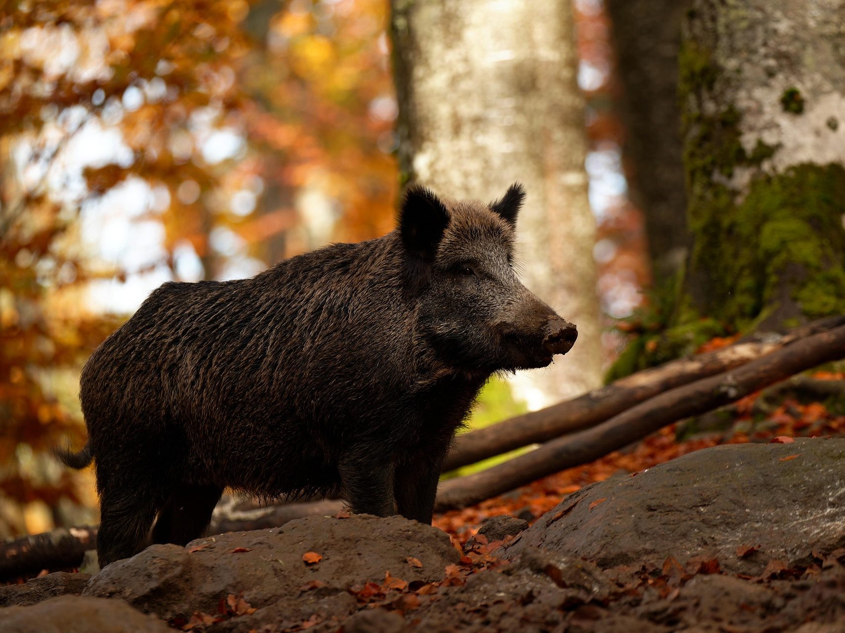 disznó vaddisznó nagyvad állatvilág állat vadászat vadkamera wild boar pixa 2