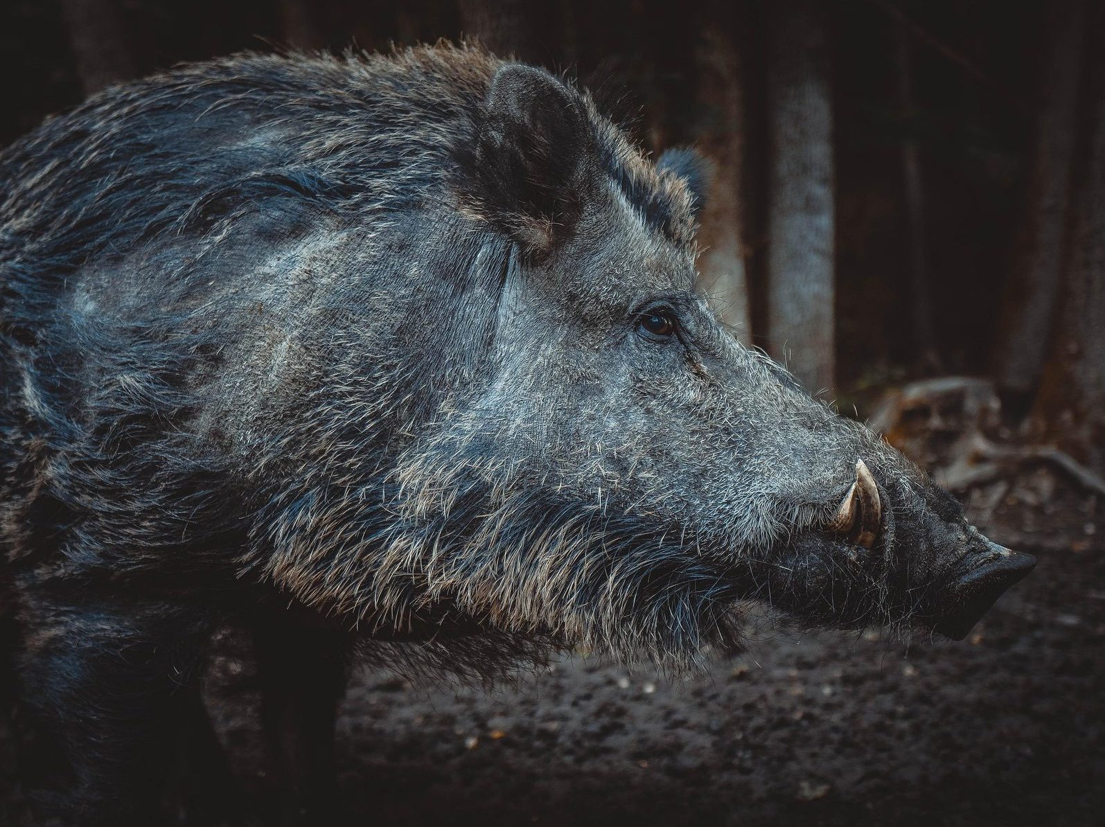 disznó vaddisznó nagyvad állatvilág állat vadászat vadkamera wild boar pixa 3