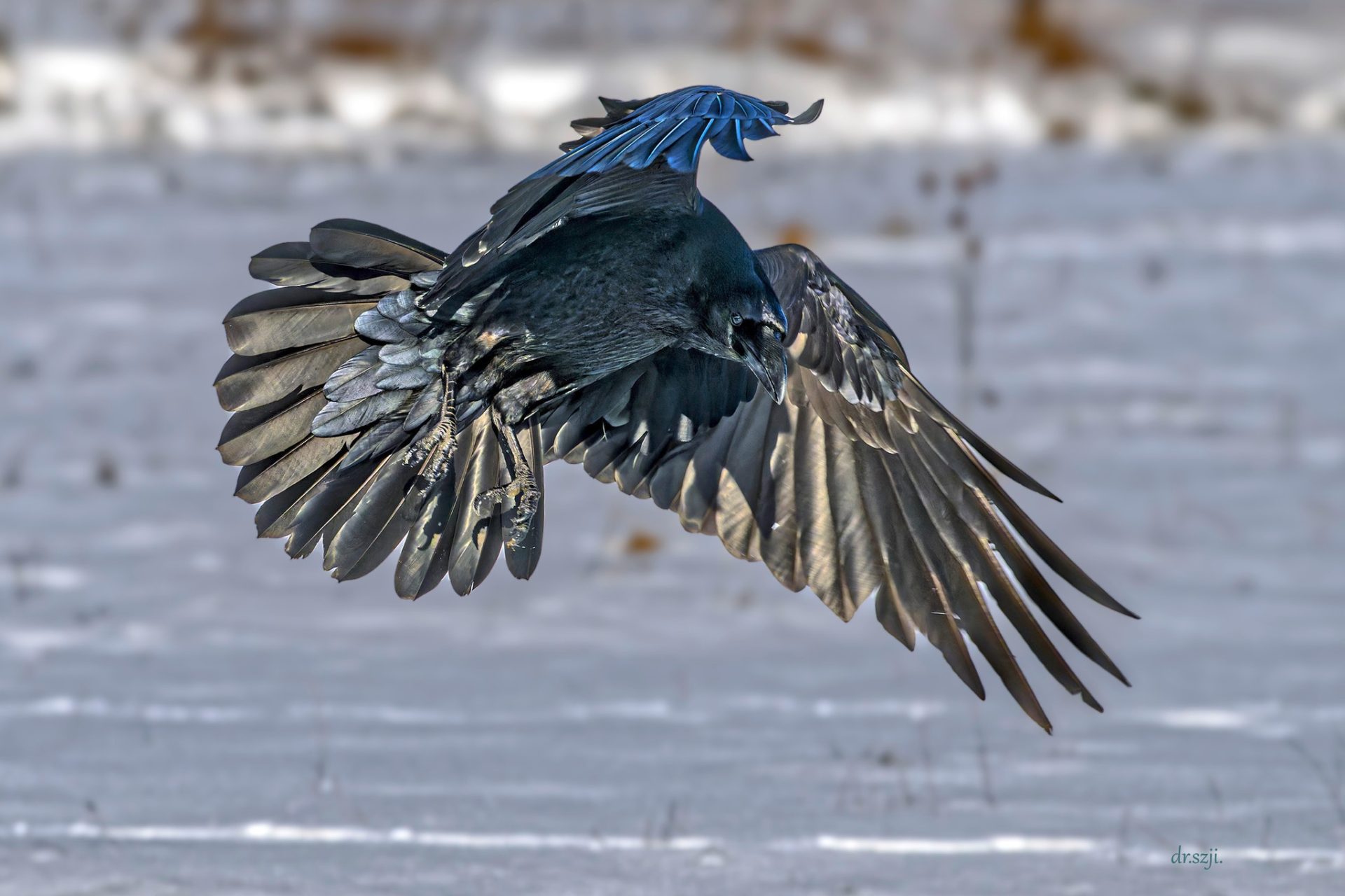 holló Szabó József Iosif Corvus corax raven