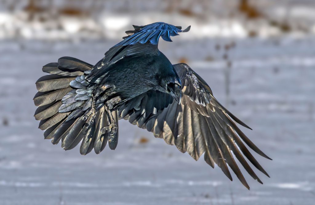 holló Szabó József Iosif Corvus corax raven