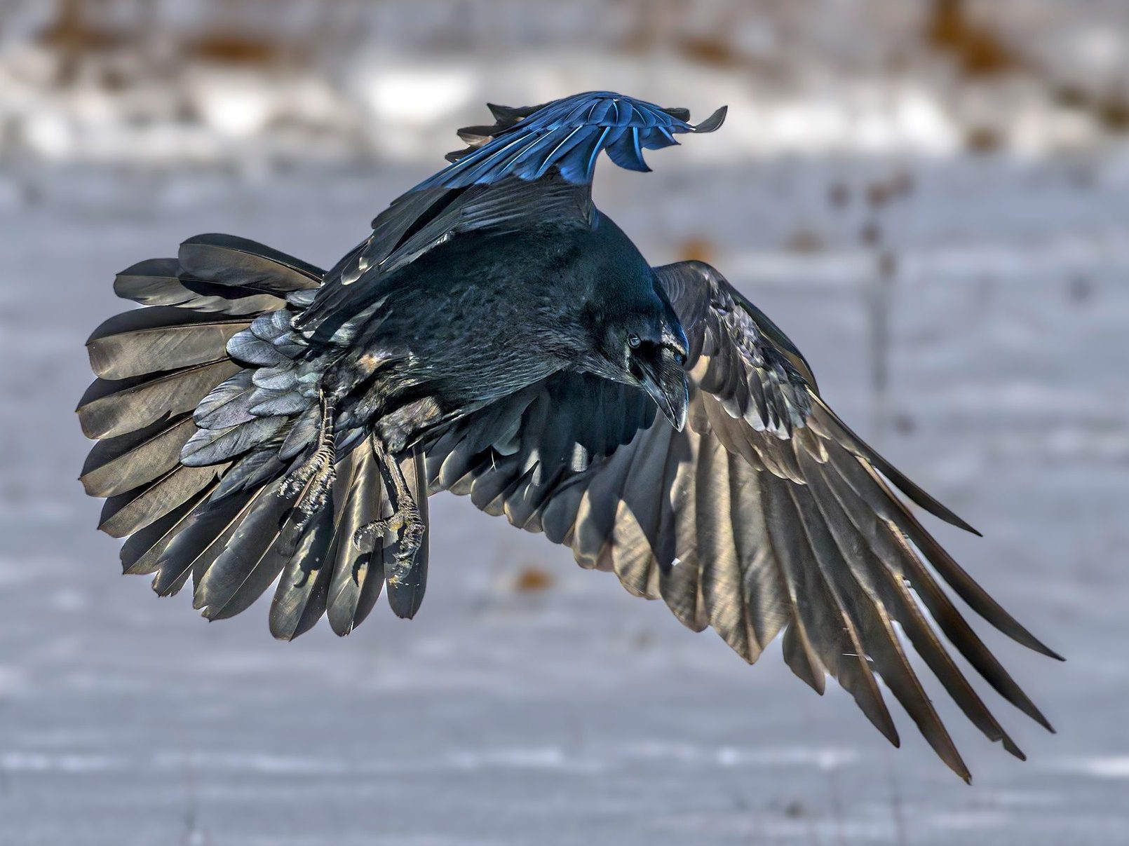 holló Szabó József Iosif Corvus corax raven