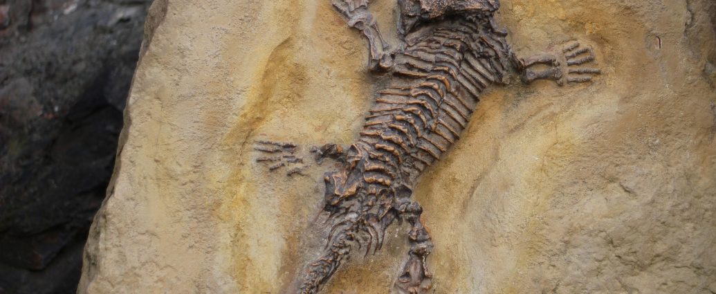 kövületgyűjtemény kövületek paleontológia pixa 5