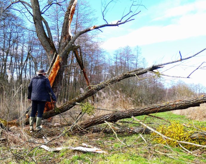 2000 szélvihar kidőlt fák Nagyfűz