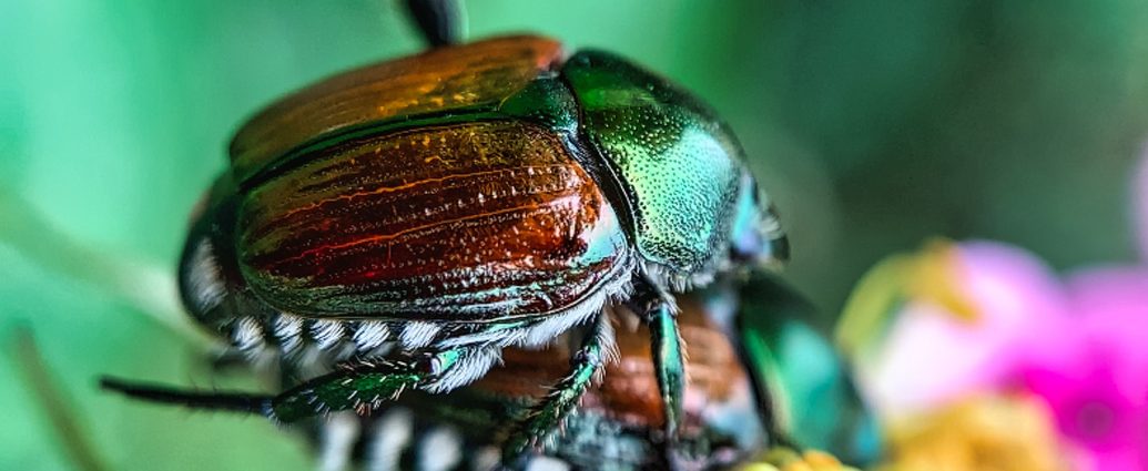 Popillia japonica japán cserebogár invazív rovar bogár pixa 2