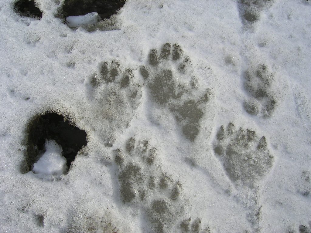 vidra Balaton limnológia nyoma 
