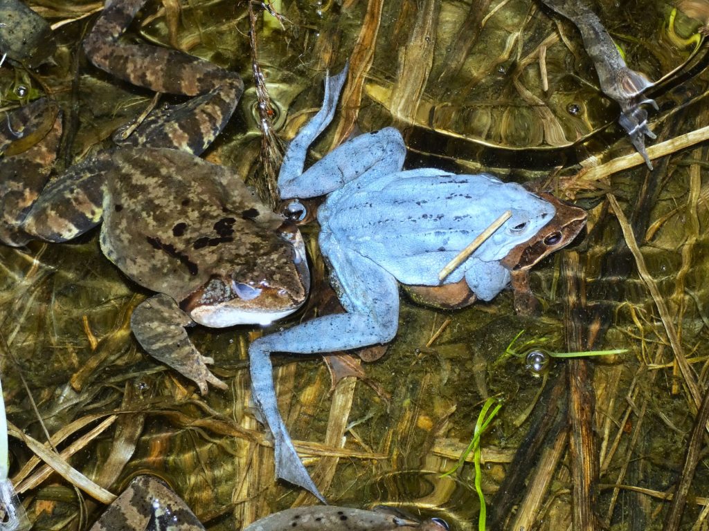 2000 mocsári és gyepi béka melville-fűz