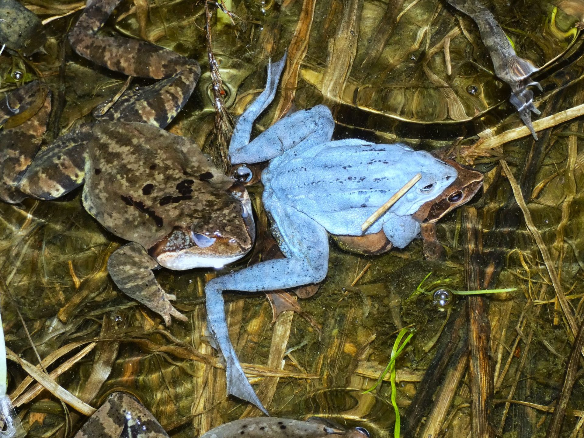 2000 mocsári és gyepi béka melville-fűz
