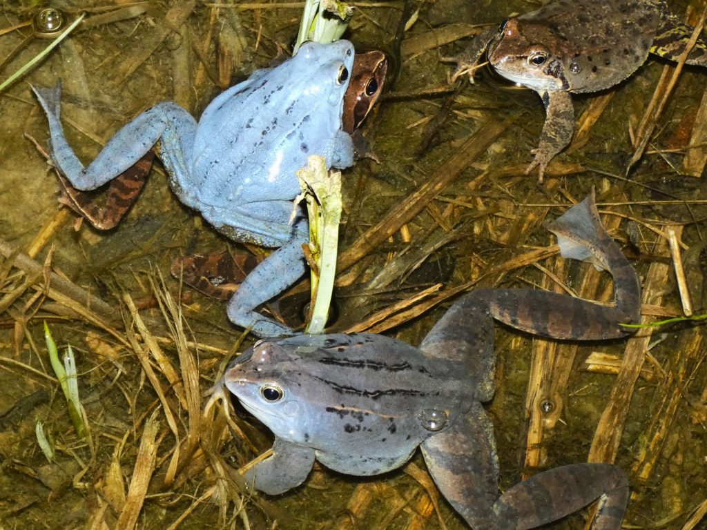 2000 mocsári és gyepi béka melville-fűz 3