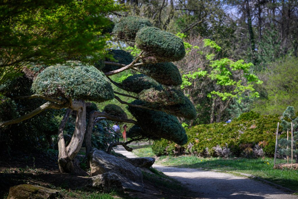 Japánkert Szombathely Kámoni arborétum hello 2