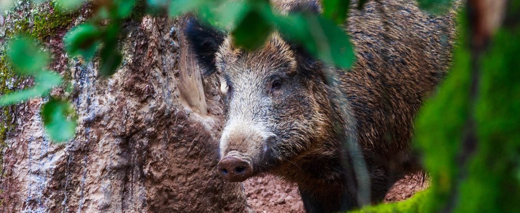 vaddisznó sus scrofa pixa 3