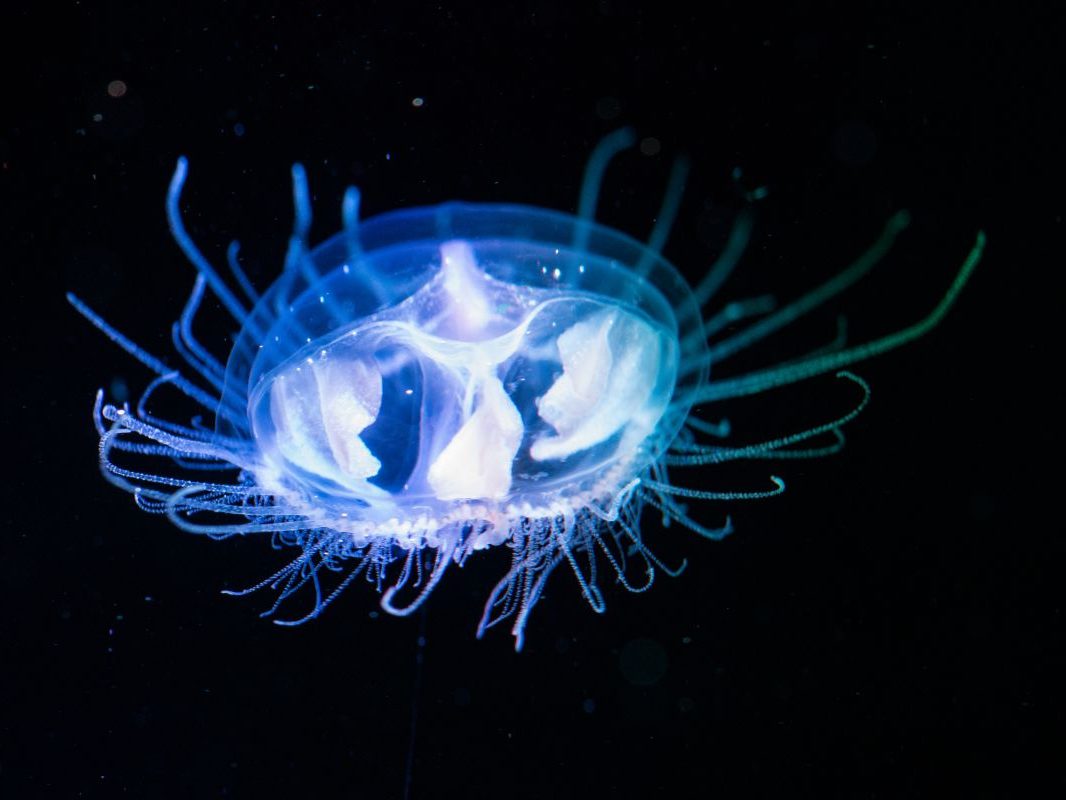 édesvízi meduza hello