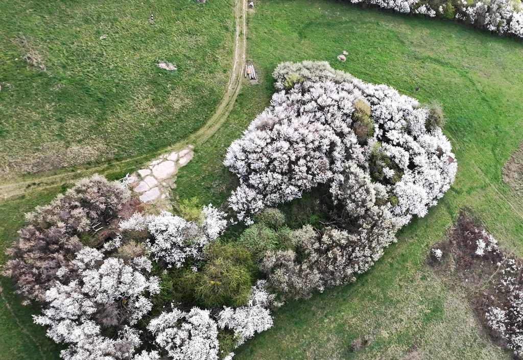 boszorkánygyűrű gomba őskökényes drón tavasz