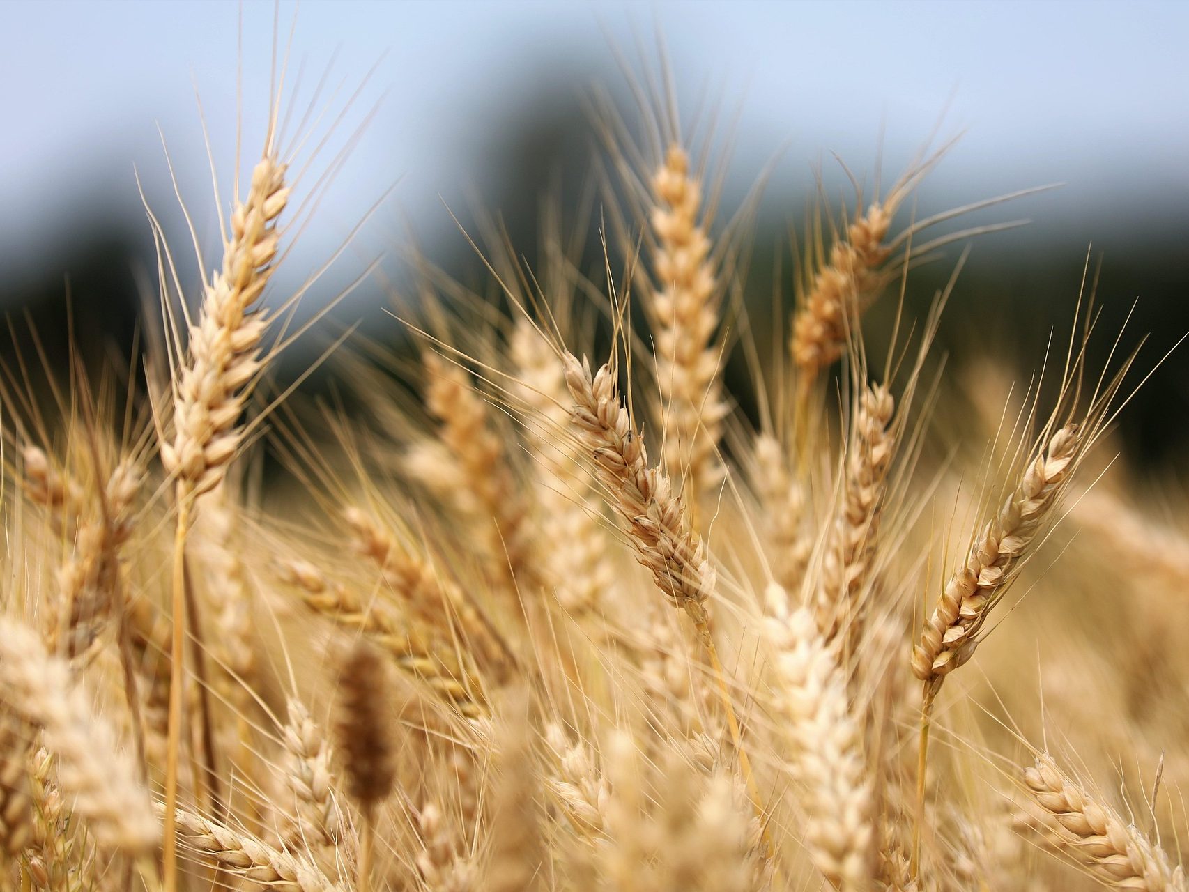 mezőgazdaság agrár aszály hőség csapadékhiány időjárás búza gabona pixa