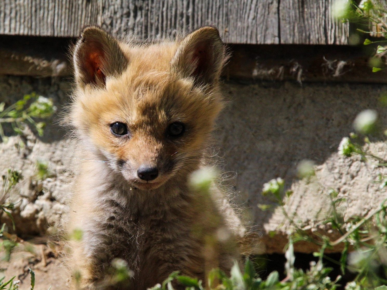 róka rókakölyök kisróka pixa vulpes fox