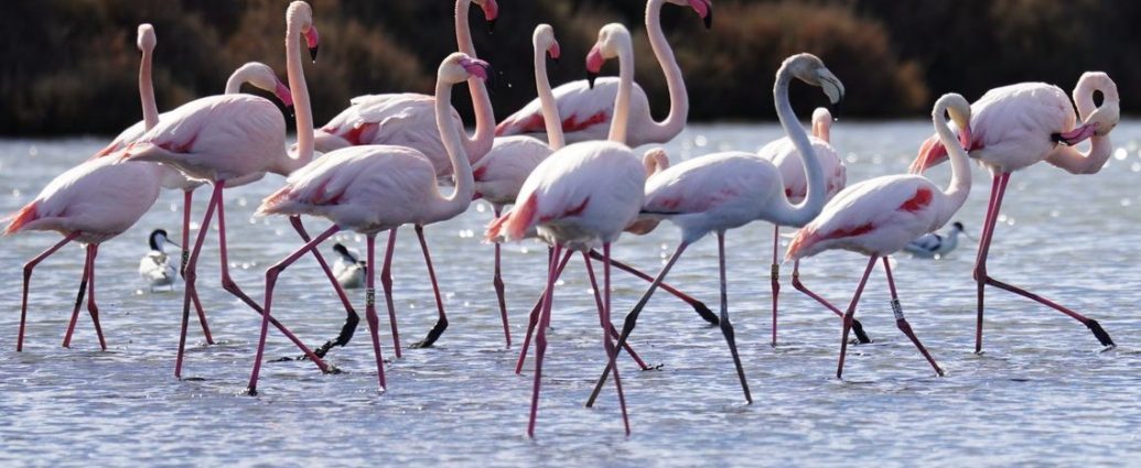vjosa narta albánia flamingók