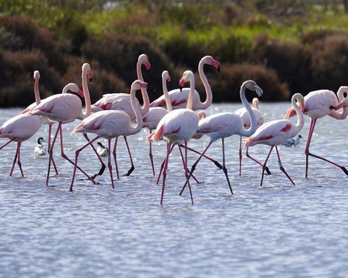 vjosa narta albánia flamingók