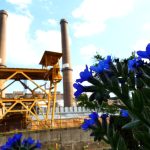 2000 Fotóstúra 1 ajka erőmű biomassza erdei gyöngyköles virág cw-fotó