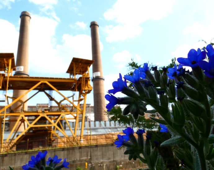 2000 Fotóstúra 1 ajka erőmű biomassza erdei gyöngyköles virág cw-fotó