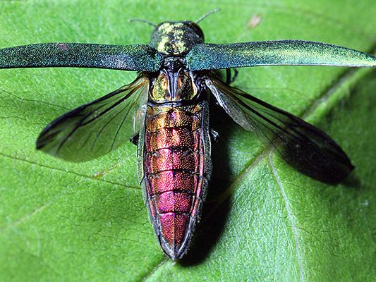 Agrilus planipennis kőrisrontó karcsúdíszbogár Magyarország Európa wiki