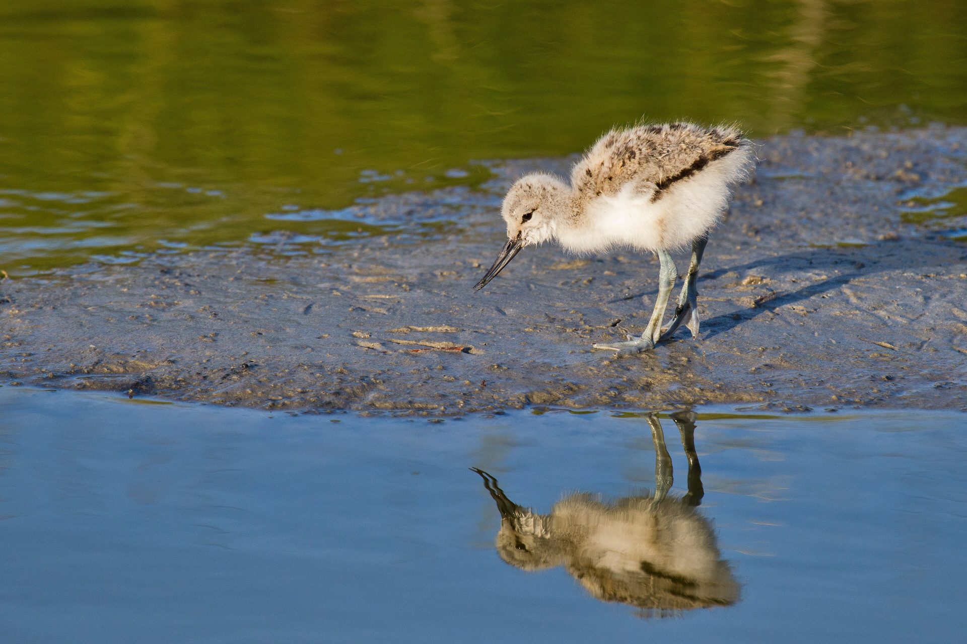 Gulipánfióka Gulipán Recurvirostra avosetta Pied Avocet chick wiki en