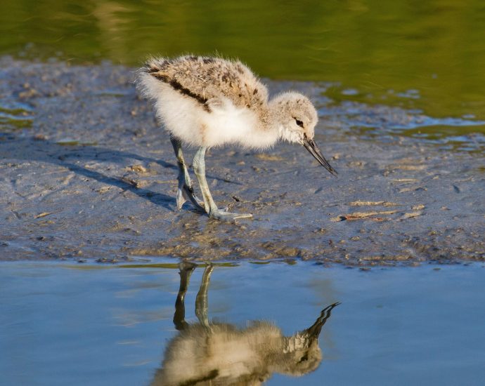 Gulipánfióka Gulipán Recurvirostra avosetta Pied Avocet chick wiki en