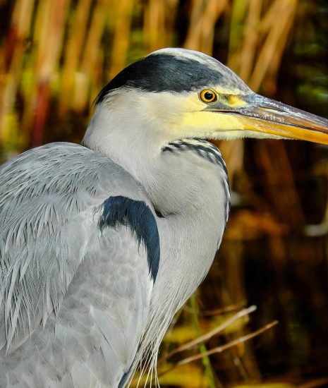 Szürke gém Ardea cinerea pixa portré