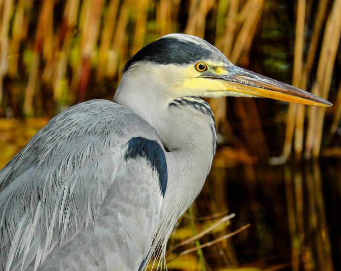 Szürke gém Ardea cinerea pixa portré