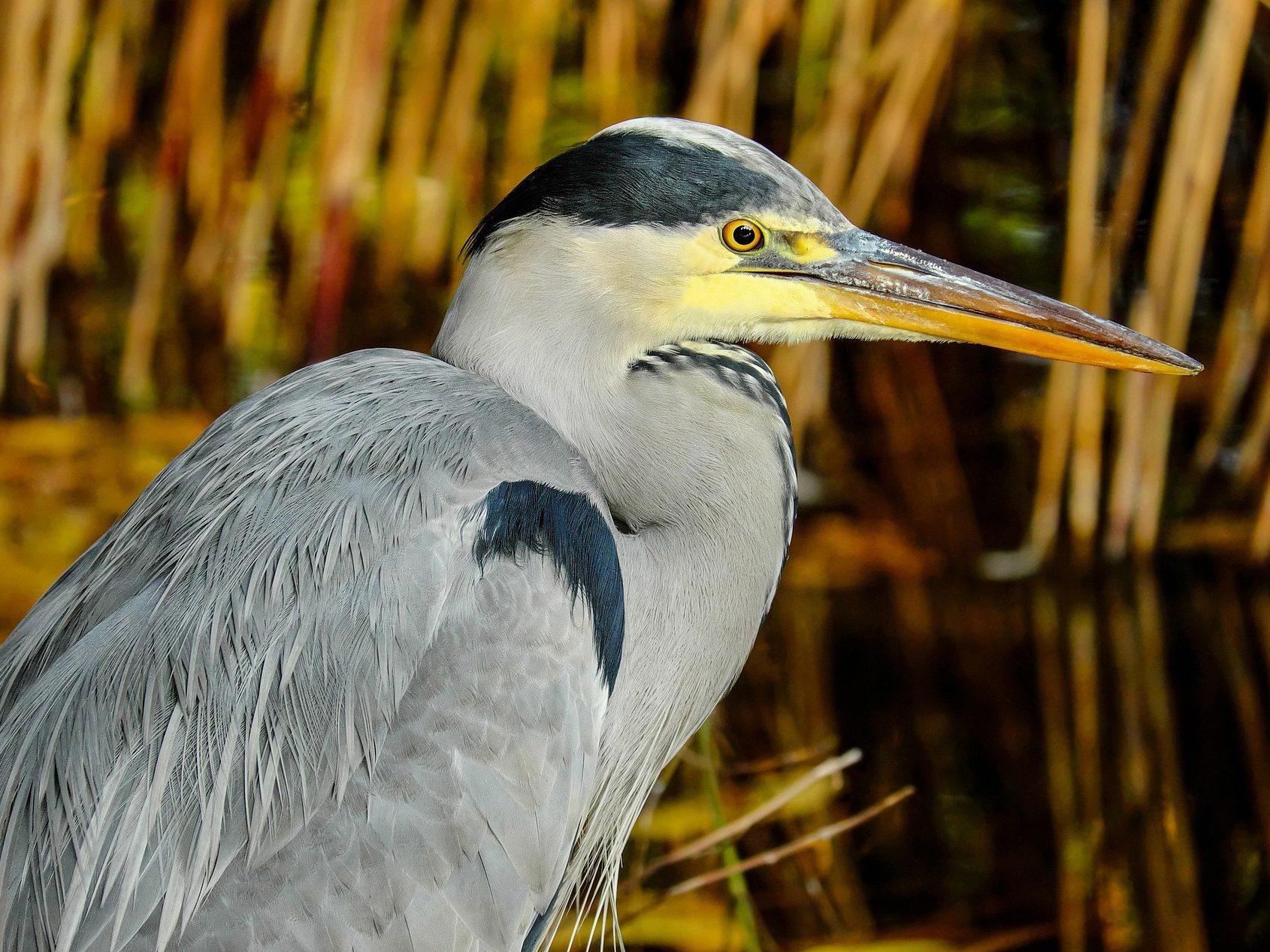 Szürke gém Ardea cinerea pixa portré