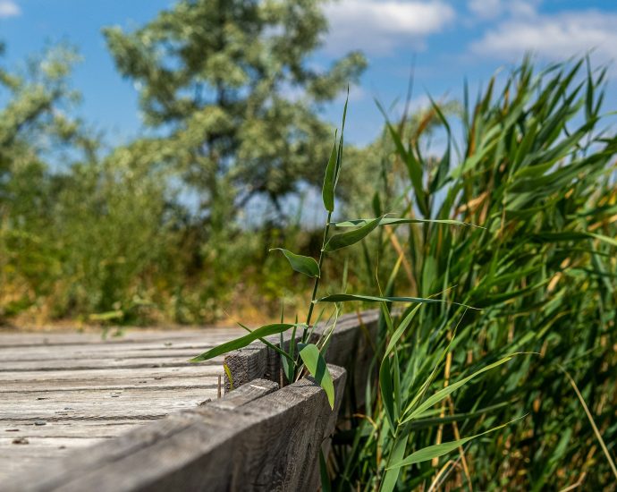 fürdőzési tilalom velencei tó strand