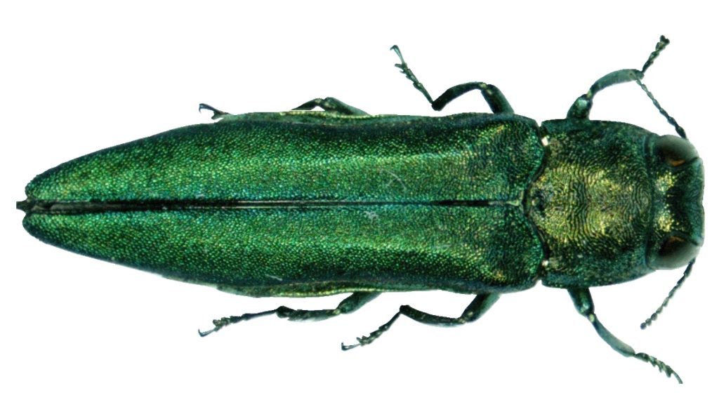 Agrilus planipennis kőrisrontó karcsúdíszbogár Magyarország Európa wiki