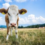 mezőgazdaság agrár pixa szarvasmarha tehén állat háziállat hasoznállat 11