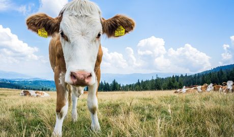 mezőgazdaság agrár pixa szarvasmarha tehén állat háziállat hasoznállat 11