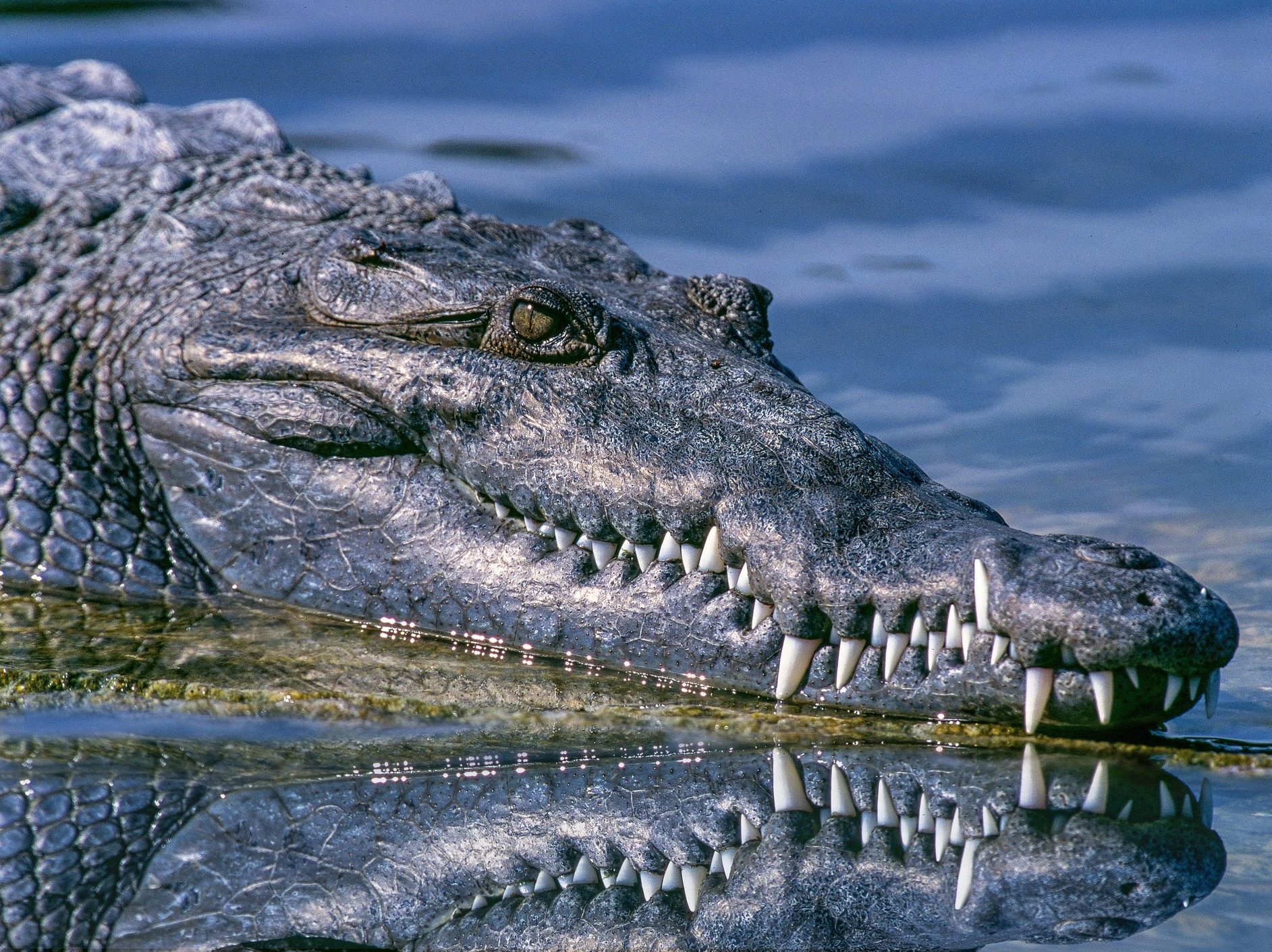 nílusi krokodil hüllők ragadozók pixa 2