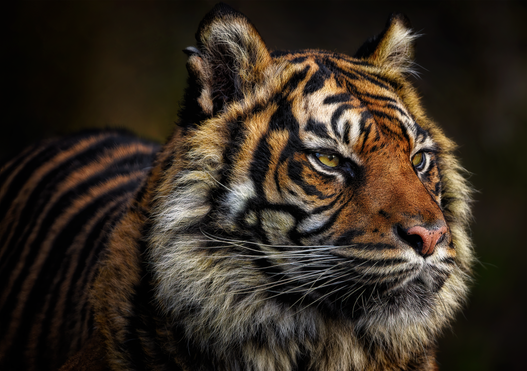tigris nagyragaodóz állatkert pixa 2
