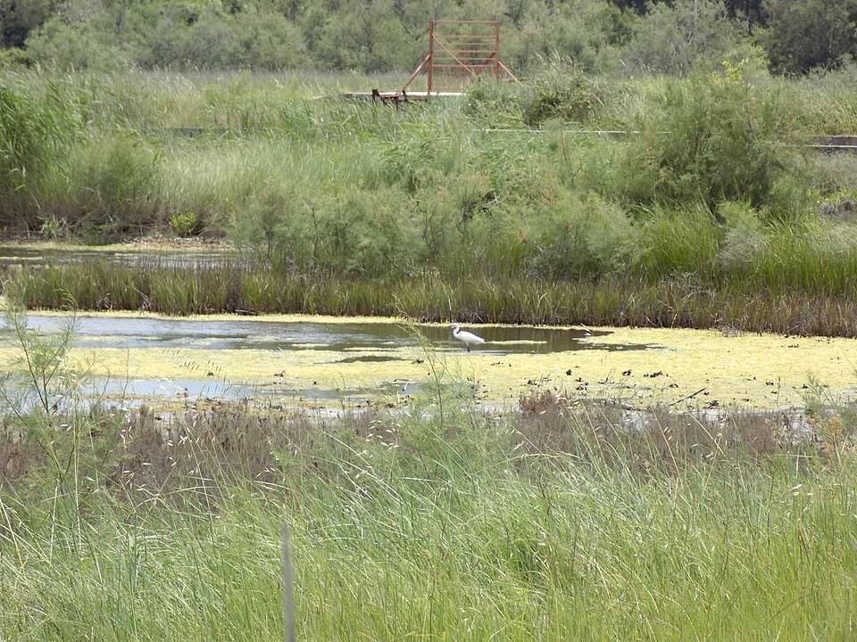 ulcinji sólepárló Montenegro Ulcinj_Salinas
