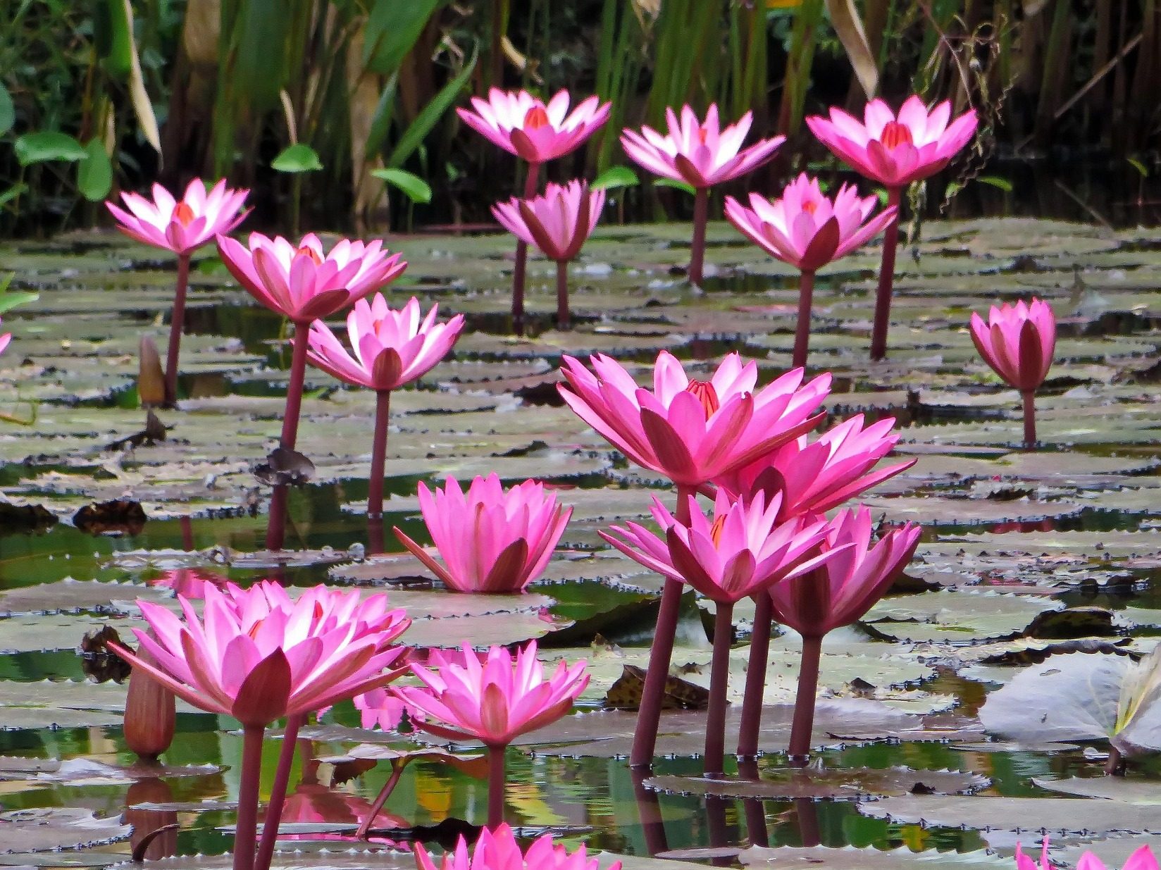 Nelumbo nucifera india lótusz pixabay