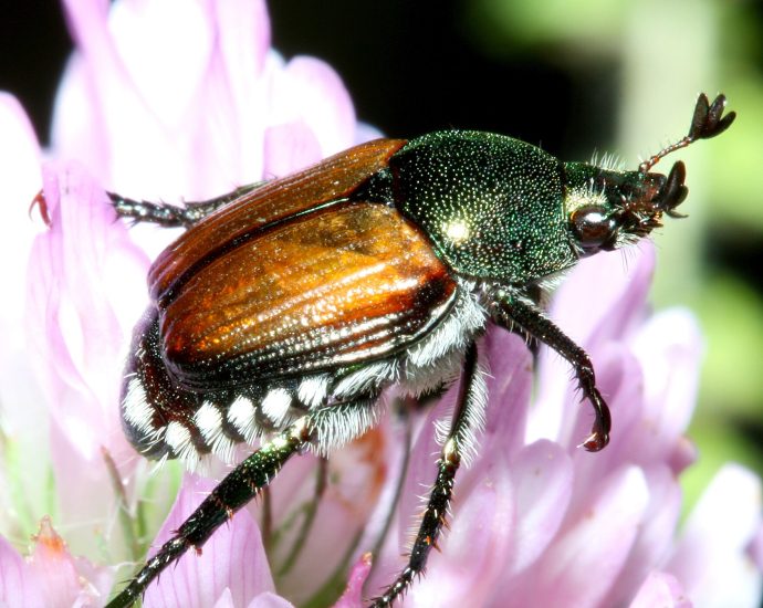 Popillia japonica japán cserebogár Pince wiki