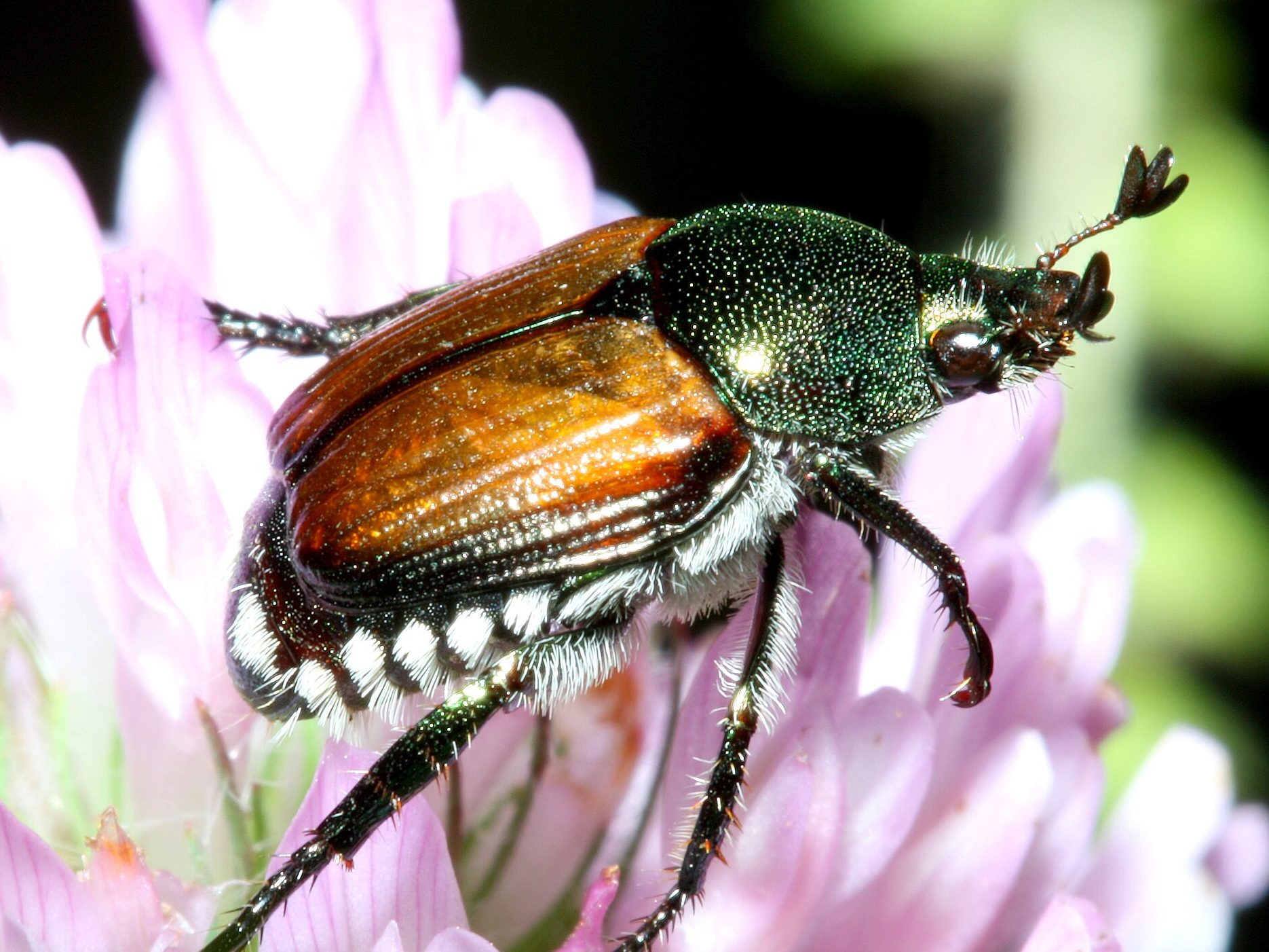 Popillia japonica japán cserebogár Pince wiki