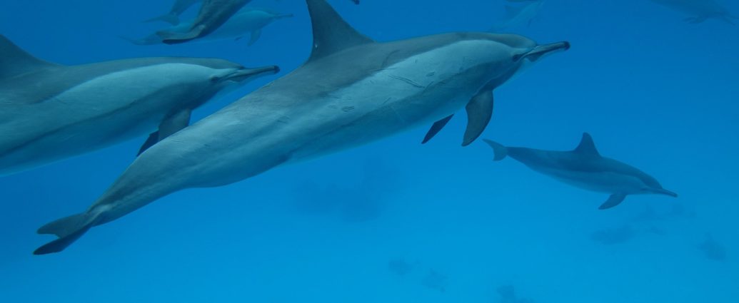 delfin delfinek cetek fogas tengeri emlősök pixa