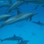 delfin delfinek cetek fogas tengeri emlősök pixa