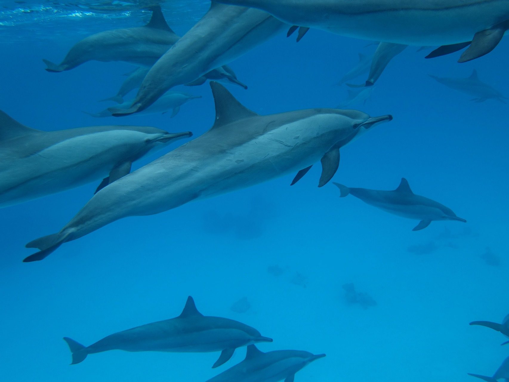 delfin delfinek cetek fogas tengeri emlősök pixa