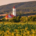 Szlovákia gmo génmódosított növények