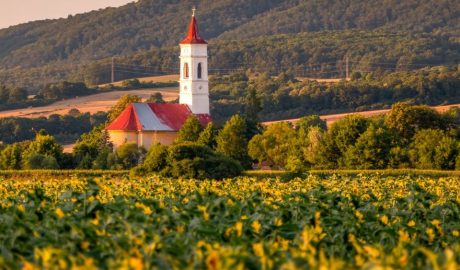 Szlovákia gmo génmódosított növények