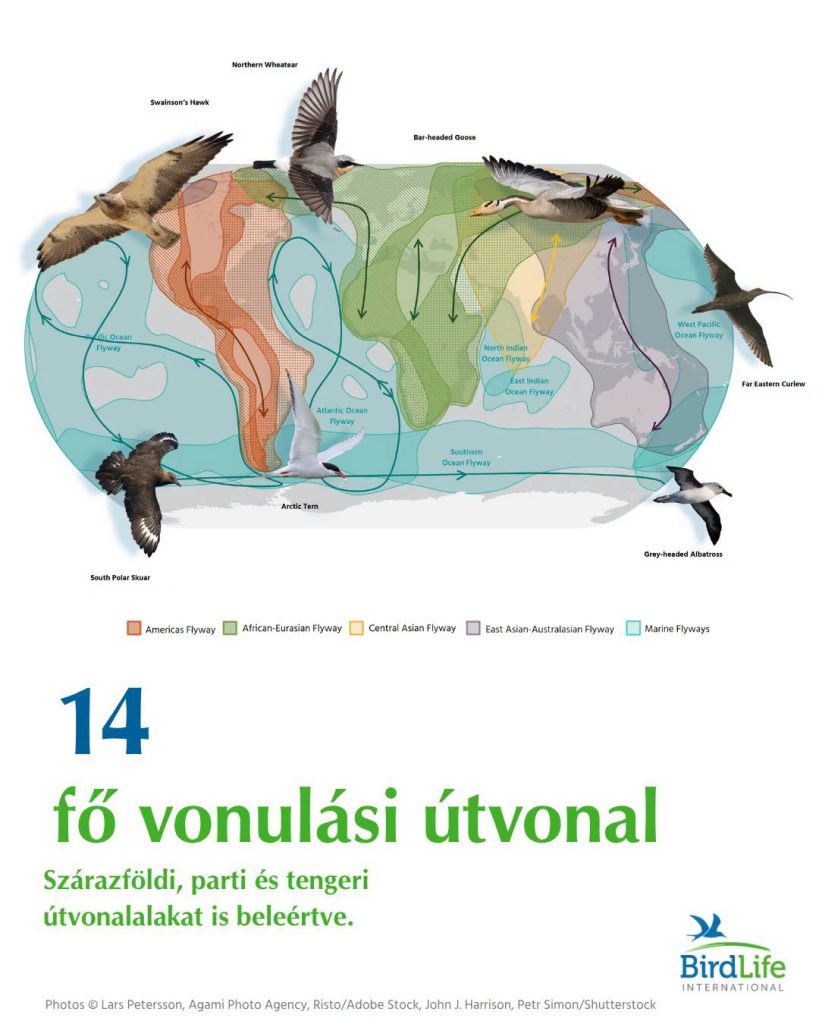 vonuló madarak 1 vonulási útvonalak