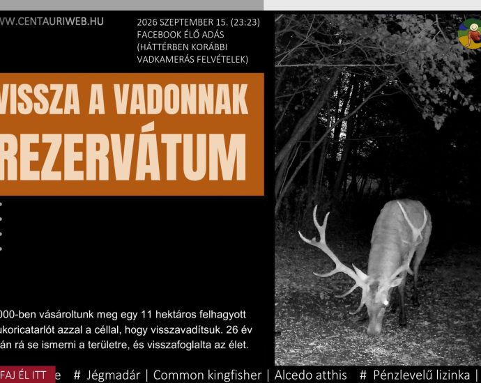 169 élő szarvasbőgés borító