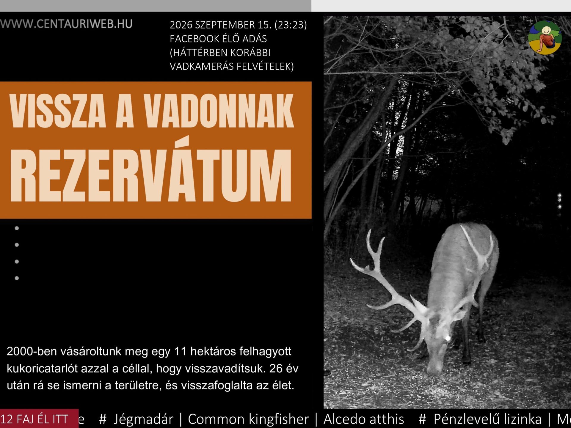 169 élő szarvasbőgés borító