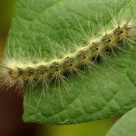 Fall Webworm amerikai fehér medvelepke wiki