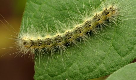 Fall Webworm amerikai fehér medvelepke wiki