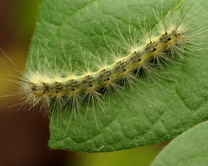 Fall Webworm amerikai fehér medvelepke wiki