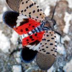 Lycorma delicatula pöttyös lámpahordó-kabóca wiki 1